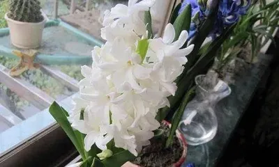 How to preserve narcissus bulbs, a complete guide to preserving and caring for narcissus bulbs 1