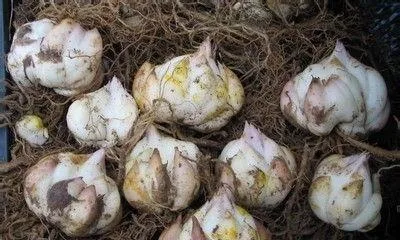 How to preserve narcissus bulbs, a complete guide to preserving and caring for narcissus bulbs 2