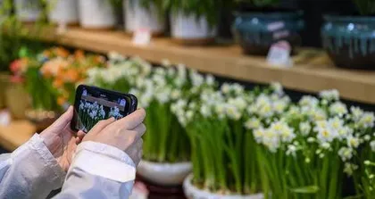 How to preserve narcissus bulbs, a complete guide to preserving and caring for narcissus bulbs 3