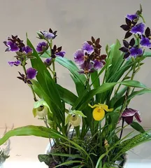 Flowering Period and Care Tips for Clivia Miniata (Exploring the length of the flowering period and how to care for Clivia miniata to bloom beautifully) 1