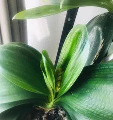 Flowering Period and Care Tips for Clivia Miniata (Exploring the length of the flowering period and how to care for Clivia miniata to bloom beautifully) 2