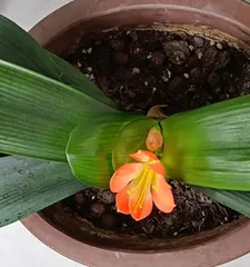 Flowering Period and Care Tips for Clivia Miniata (Exploring the length of the flowering period and how to care for Clivia miniata to bloom beautifully) 3