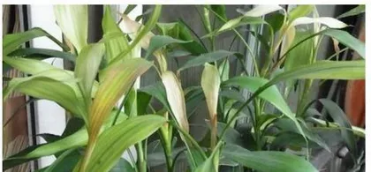 富贵竹叶子发黄是什么原因,“富贵竹叶子发黄原因解析与养护攻略”1