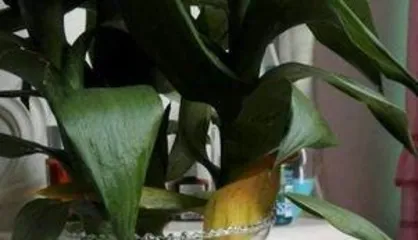 富贵竹叶子发黄是什么原因,“富贵竹叶子发黄原因解析与养护攻略”2