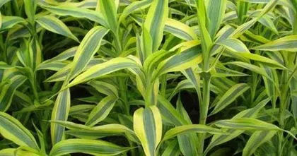 富贵竹叶子发黄是什么原因,“富贵竹叶子发黄原因解析与养护攻略”3