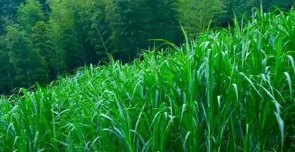 Growth Cycle and Maintenance Techniques of Giant King Grass (Understanding its growth patterns to aid in beautification and greening efforts) 1