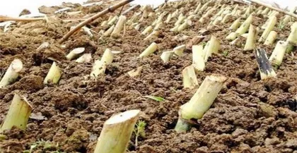 Growth Cycle and Maintenance Techniques of Giant King Grass (Understanding its growth patterns to aid in beautification and greening efforts) 2