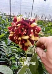 Yueyue Rose Care: A Comprehensive Guide from Maintenance to Medicinal Cuisine 1