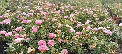 Yueyue Rose Care: A Comprehensive Guide from Maintenance to Medicinal Cuisine 2