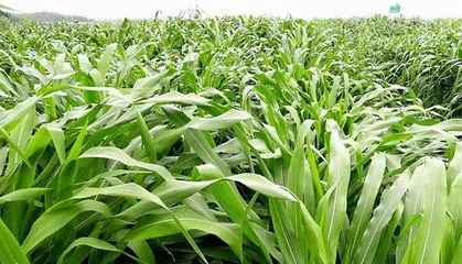 Growth Cycle and Maintenance Techniques of Giant King Grass (Understanding its growth patterns to aid in beautification and greening efforts) 3