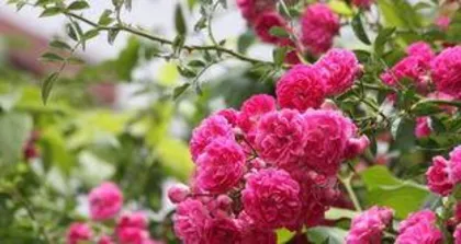 Yueyue Rose Care: A Comprehensive Guide from Maintenance to Medicinal Cuisine 3