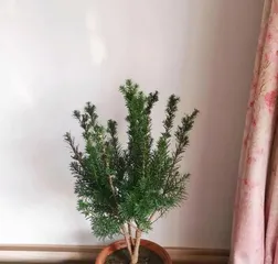 红豆杉盆景浇水方法（红豆杉盆景浇水时间、浇水量、浇水方式等详解）1