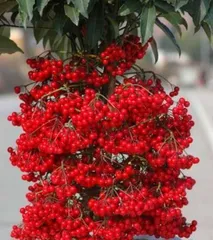 红豆杉盆景浇水方法（红豆杉盆景浇水时间、浇水量、浇水方式等详解）2