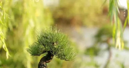 红豆杉盆景浇水方法（红豆杉盆景浇水时间、浇水量、浇水方式等详解）3