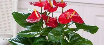 红掌什么时候开花,红掌花期的奥秘与养护技巧”1