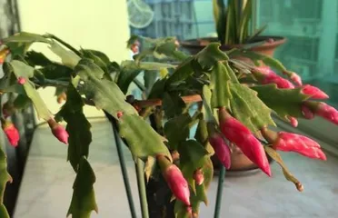 蟹爪兰不开花怎么办？,蟹爪兰不开花？揭秘原因与养护攻略1