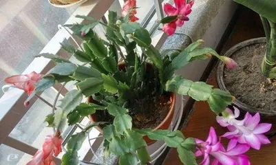 蟹爪兰不开花怎么办？,蟹爪兰不开花？揭秘原因与养护攻略2