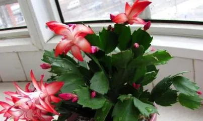 蟹爪兰不开花怎么办？,蟹爪兰不开花？揭秘原因与养护攻略3