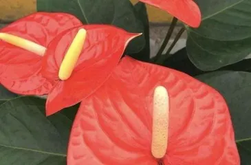 红掌什么时候开花,红掌花期的奥秘与养护技巧”3