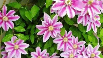 How to care for calendula, maintenance guide and precautions 1