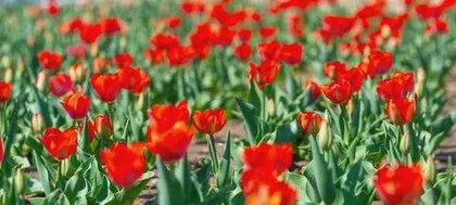 郁金香怎么种植,从选种到养护的实用指南1