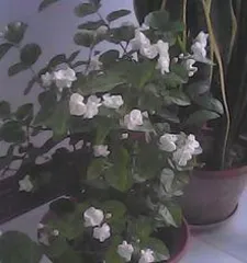 How to care for calendula, maintenance guide and precautions 2