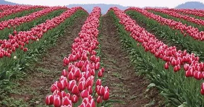 郁金香怎么种植,从选种到养护的实用指南2