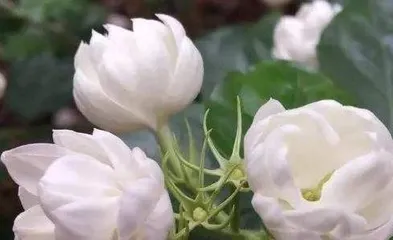 How to care for calendula, maintenance guide and precautions 3