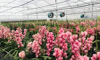 Watering Cycle for Cymbidium Goeringii Care (Water once a week, do not overwater) 1