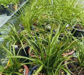 Watering Cycle for Cymbidium Goeringii Care (Water once a week, do not overwater) 2