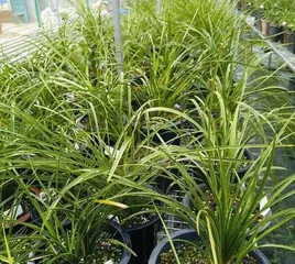 Watering Cycle for Cymbidium Goeringii Care (Water once a week, do not overwater) 3