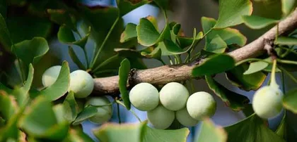 Are Maple Trees Gymnosperms? – An Analysis of Maple Tree Classification from a Botanical Perspective 2