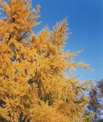 Are Maple Trees Gymnosperms? – An Analysis of Maple Tree Classification from a Botanical Perspective 3