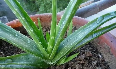 芦荟怎么种,从选种到养护的实用指南1