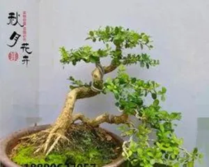 When to prune boxwood bonsai, "Analysis of the best time and techniques for pruning boxwood bonsai"1