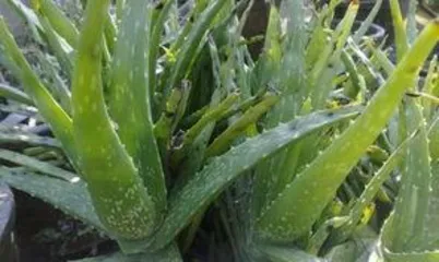 芦荟怎么种,从选种到养护的实用指南2