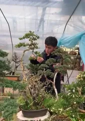 When to prune boxwood bonsai, "Analysis of the best time and techniques for pruning boxwood bonsai"2