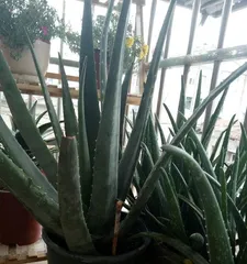 芦荟怎么种,从选种到养护的实用指南3