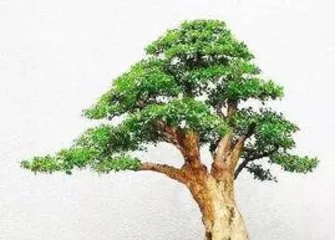 When to prune boxwood bonsai, "Analysis of the best time and techniques for pruning boxwood bonsai"3