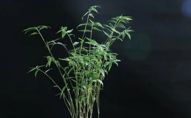 How to Plant Bamboo, A Practical Guide from Selection to Care1