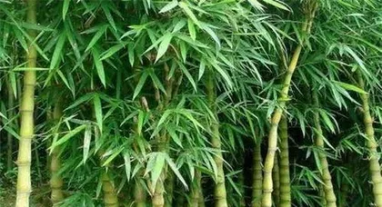 How to Plant Bamboo, A Practical Guide from Selection to Care2