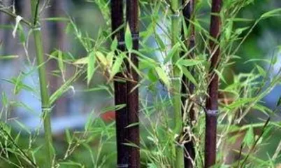 How to Plant Bamboo, A Practical Guide from Selection to Care3