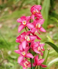 Cymbidium Care Tips (Creating a Healthy Cymbidium Garden) 1