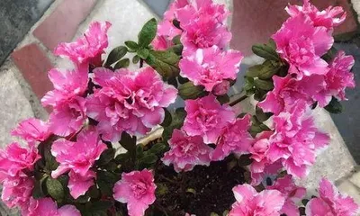 How to Fertilize Rhododendrons?, Scientific Cultivation, Blooming Beauty1