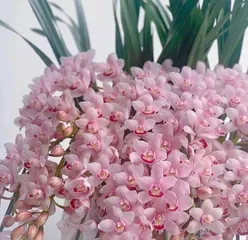 Cymbidium Care Tips (Creating a Healthy Cymbidium Garden) 2