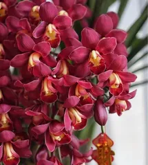 Cymbidium Care Tips (Creating a Healthy Cymbidium Garden) 3