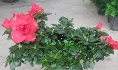 How to Fertilize Rhododendrons?, Scientific Cultivation, Blooming Beauty3