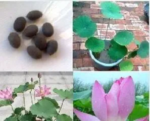 How to Plant Lotus Seeds, a Practical Guide from Selection to Care 1