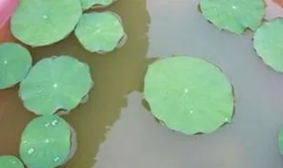 How to Plant Lotus Seeds, a Practical Guide from Selection to Care 2