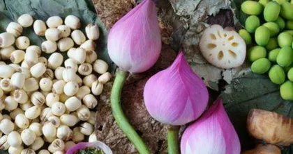How to Plant Lotus Seeds, a Practical Guide from Selection to Care 3